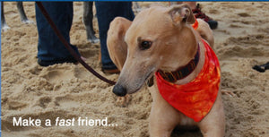 Community Service: Grass Puppy Helps Grateful Greyhounds!