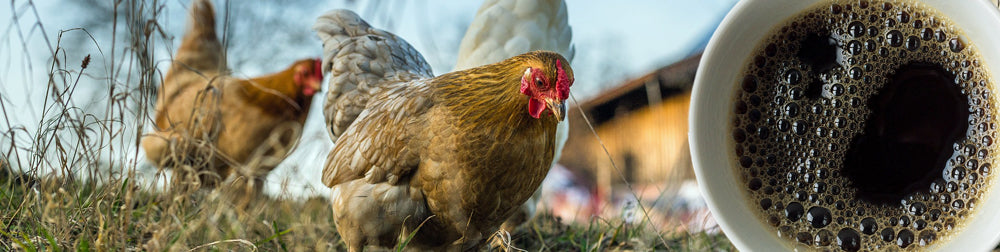 Got Chickens? How To Use Coffee Grinds To Benefit Your Feathered Friends