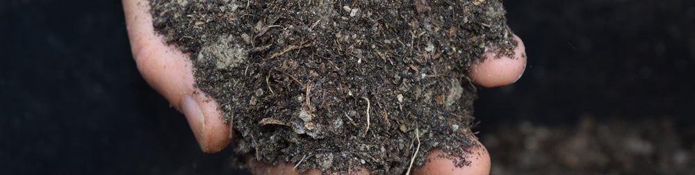Using Coffee Grounds in Mulch: